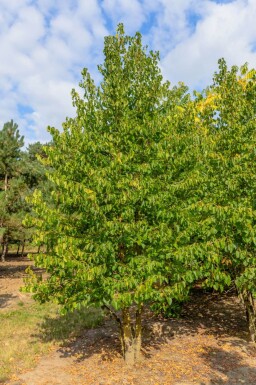 Corylus colurna cépée 200-250