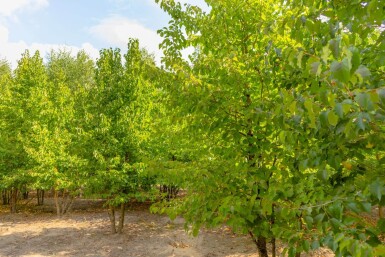 Corylus colurna cépée 200-250
