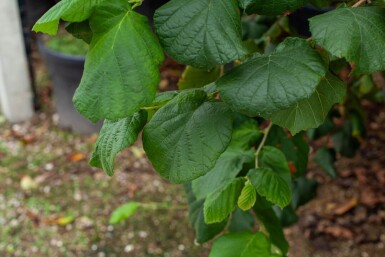 Corylus colurna cépée 200-250