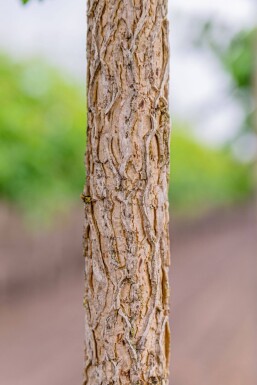 Corylus colurna cépée 200-250
