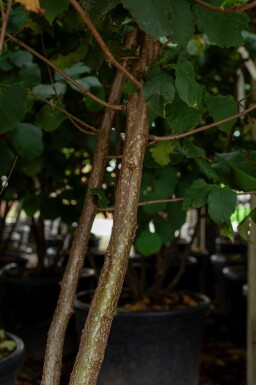 Corylus colurna cépée 200-250