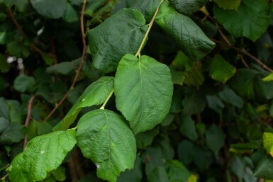 Corylus colurna cépée 200-250