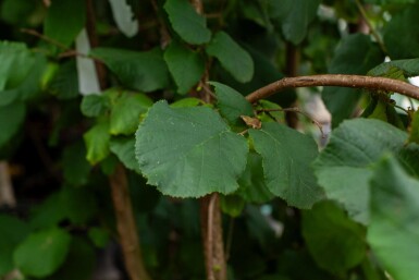Corylus colurna cépée 200-250
