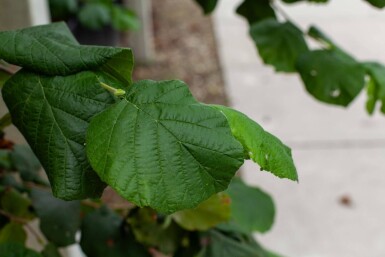 Corylus colurna cépée 200-250