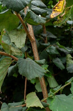 Corylus colurna cépée 200-250
