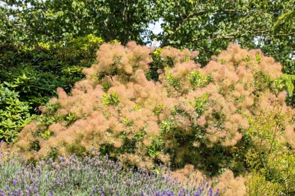 Cotinus coggygria cépée 200-250