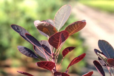 Cotinus coggygria cépée 200-250