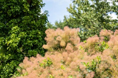 Cotinus coggygria cépée 200-250
