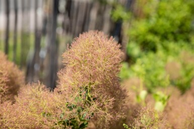 Cotinus coggygria cépée 200-250