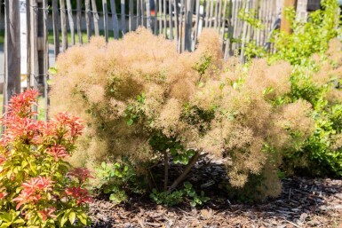 Cotinus coggygria cépée 200-250