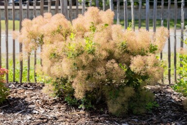 Cotinus coggygria cépée 200-250