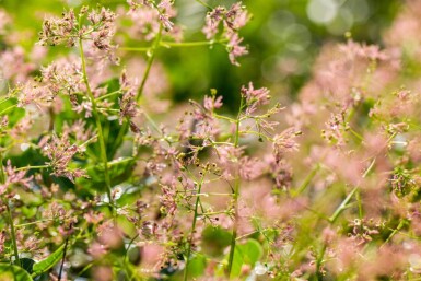 Cotinus coggygria cépée 200-250