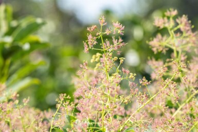 Cotinus coggygria cépée 200-250