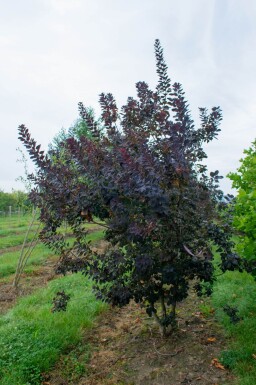 Cotinus coggygria 'Royal Purple' cépée 200-250