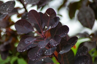 Cotinus coggygria 'Royal Purple' cépée 200-250