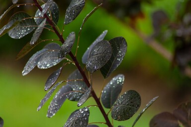 Cotinus coggygria 'Royal Purple' cépée 200-250