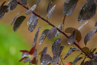 Cotinus coggygria 'Royal Purple' cépée 200-250