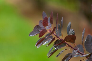 Cotinus coggygria 'Royal Purple' cépée 200-250