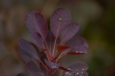 Cotinus coggygria 'Royal Purple' cépée 200-250