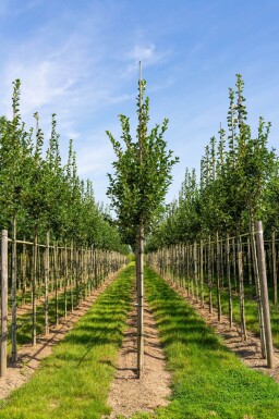 Crataegus crus-galli haute-tige 6/8