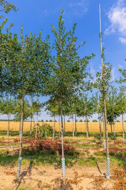 Crataegus crus-galli haute-tige 6/8
