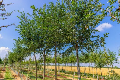 Crataegus crus-galli haute-tige 6/8