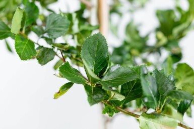 Crataegus crus-galli haute-tige 6/8