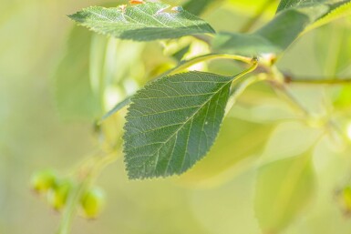 Crataegus crus-galli haute-tige 6/8