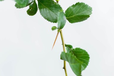 Crataegus crus-galli haute-tige 6/8