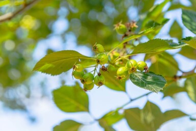 Crataegus crus-galli haute-tige 6/8