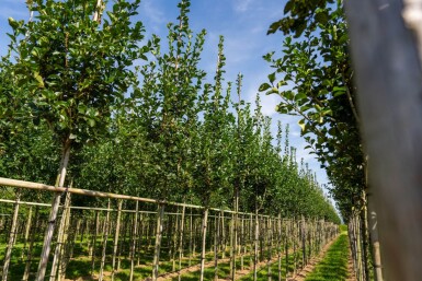 Crataegus crus-galli haute-tige 6/8