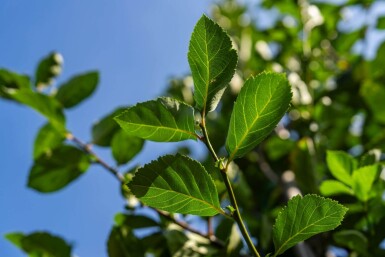 Crataegus crus-galli haute-tige 6/8