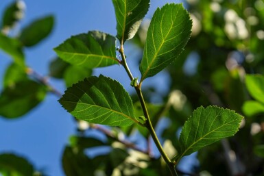 Crataegus crus-galli haute-tige 6/8