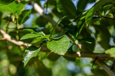 Crataegus crus-galli haute-tige 6/8