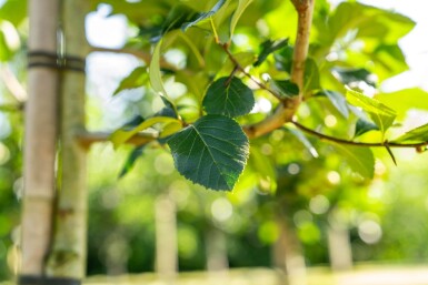 Crataegus crus-galli haute-tige 6/8