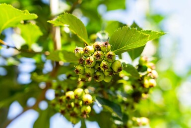 Crataegus crus-galli haute-tige 6/8