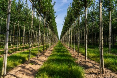 Crataegus crus-galli haute-tige 6/8