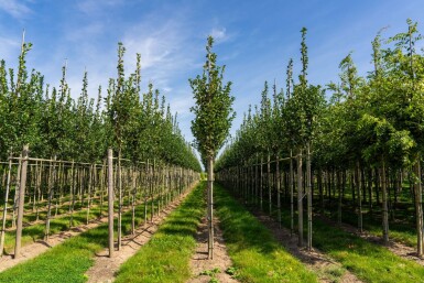 Crataegus crus-galli haute-tige 6/8