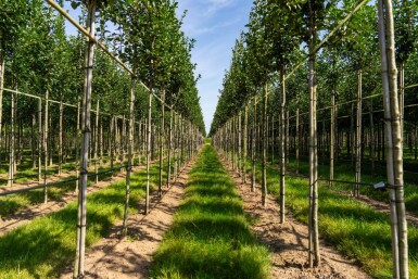 Crataegus crus-galli haute-tige 6/8