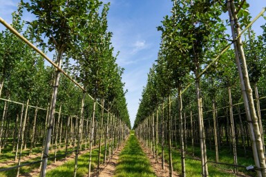 Crataegus crus-galli haute-tige 6/8