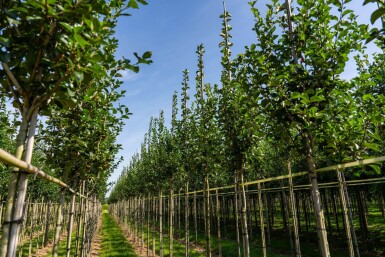 Crataegus crus-galli haute-tige 6/8
