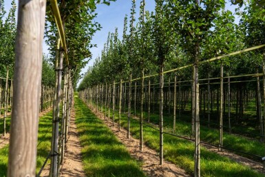 Crataegus crus-galli haute-tige 6/8