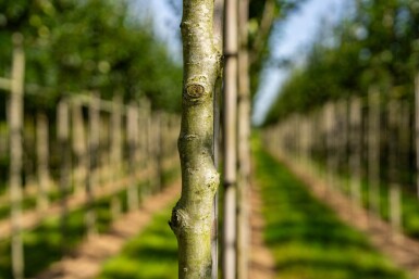 Crataegus crus-galli haute-tige 6/8