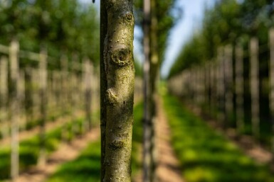 Crataegus crus-galli haute-tige 6/8