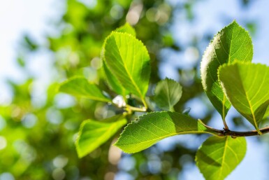 Crataegus crus-galli haute-tige 6/8
