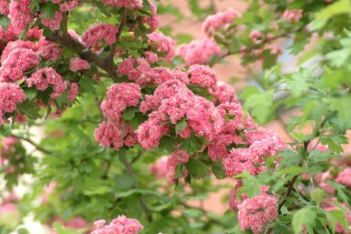 Crataegus x media 'Paul's Scarlet' haute-tige 6/8