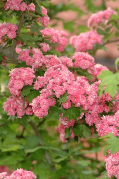 Crataegus x media 'Paul's Scarlet' cépée 150-175