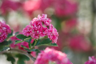 Crataegus x media 'Paul's Scarlet' cépée 150-175