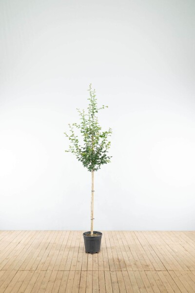 Crataegus x media 'Paul's Scarlet' demi-tige 120cm tronc