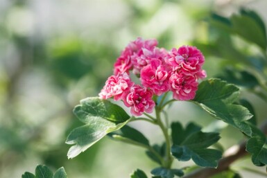 Crataegus x media 'Paul's Scarlet' demi-tige 120cm tronc